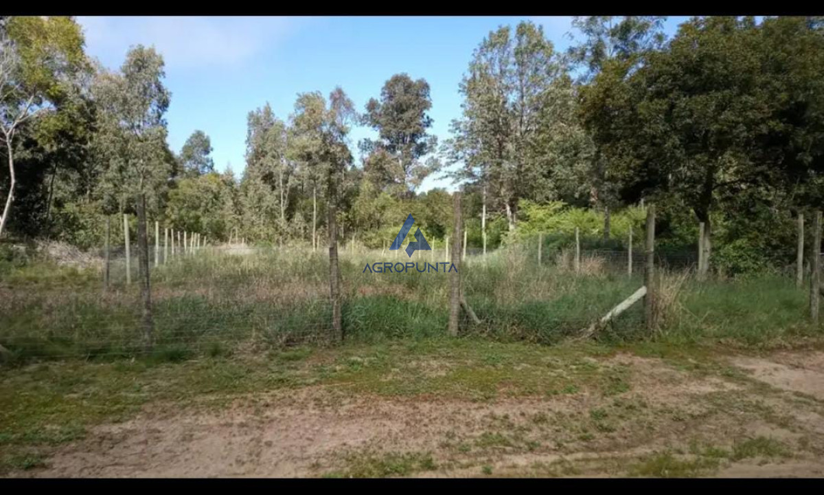 Sauce de Portezuelo - GoPunta - Portal Inmobiliario de Punta del Este - Maldonado