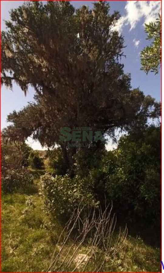Los Talas - GoPunta - Portal Inmobiliario de Punta del Este - Maldonado