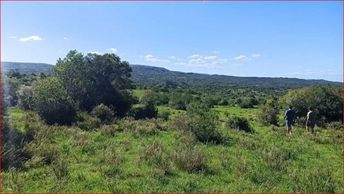 Los Talas - GoPunta - Portal Inmobiliario de Punta del Este - Maldonado