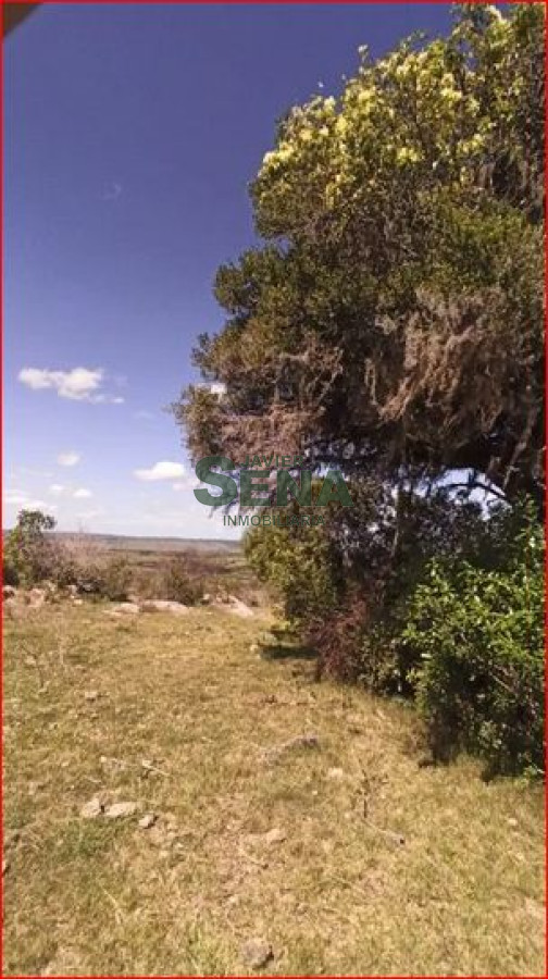 Los Talas - GoPunta - Portal Inmobiliario de Punta del Este - Maldonado