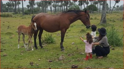 Venta de chacra en Jose Ignacio, 3 hectareas con buen acceso y lindas vistas.