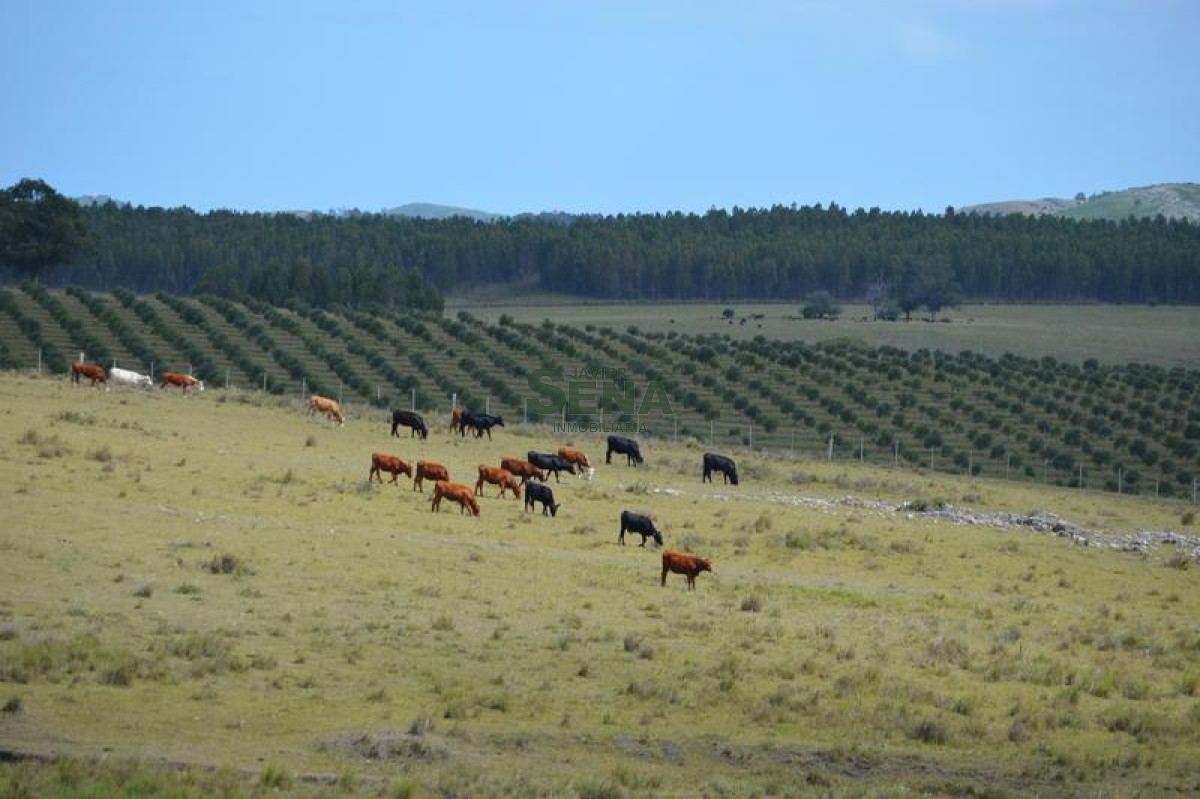 Venta de chacra en las Sierra de los caracoles, unico para descansar