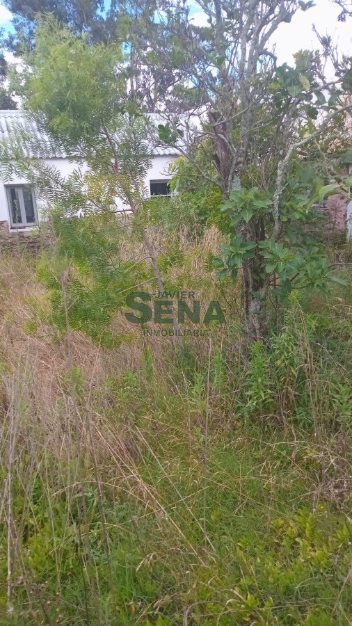 Venta de campo en Ruta 39, de 65 hectáreas ganadero forestal. - GoPunta - Portal Inmobiliario de Punta del Este - Maldonado
