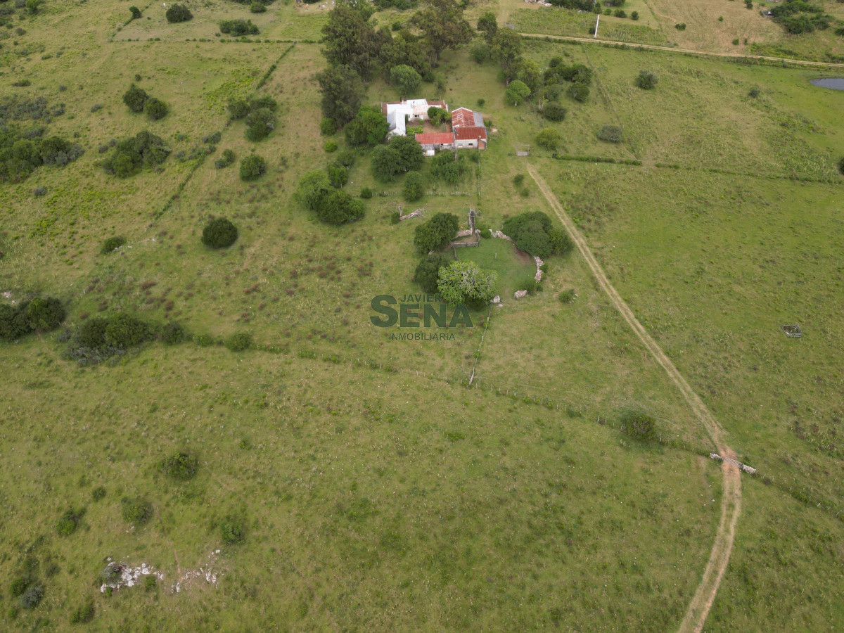 Venta de campo en Ruta 39, de 65 hectáreas ganadero forestal. - GoPunta - Portal Inmobiliario de Punta del Este - Maldonado
