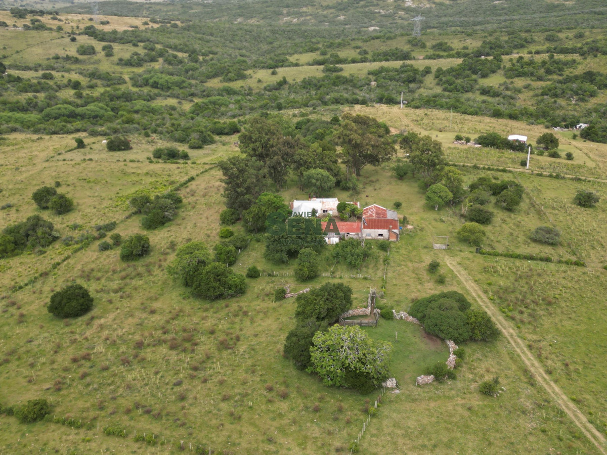 Venta de campo en Ruta 39, de 65 hectáreas ganadero forestal. - GoPunta - Portal Inmobiliario de Punta del Este - Maldonado