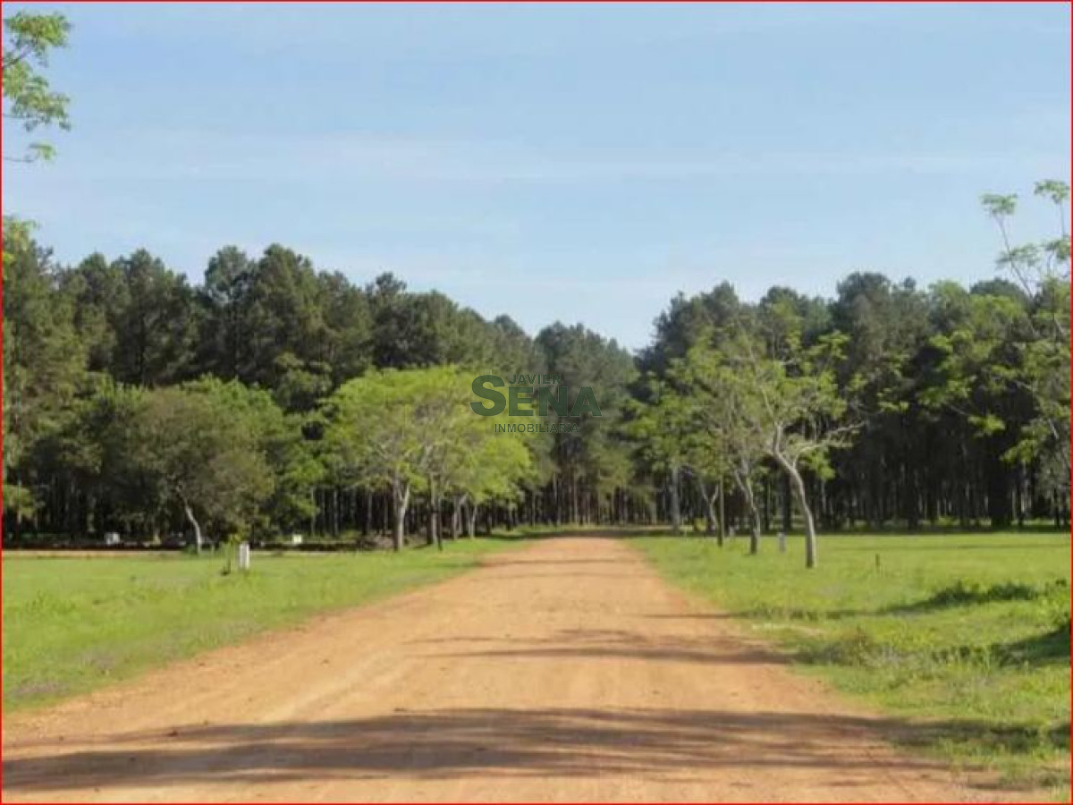 La Pataia - GoPunta - Portal Inmobiliario de Punta del Este - Maldonado