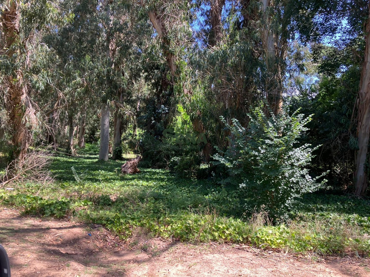 Lugano - GoPunta - Portal Inmobiliario de Punta del Este - Maldonado