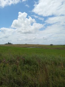 campo agrícola de 150 hectáreas en las afueras de florida - iav49832p