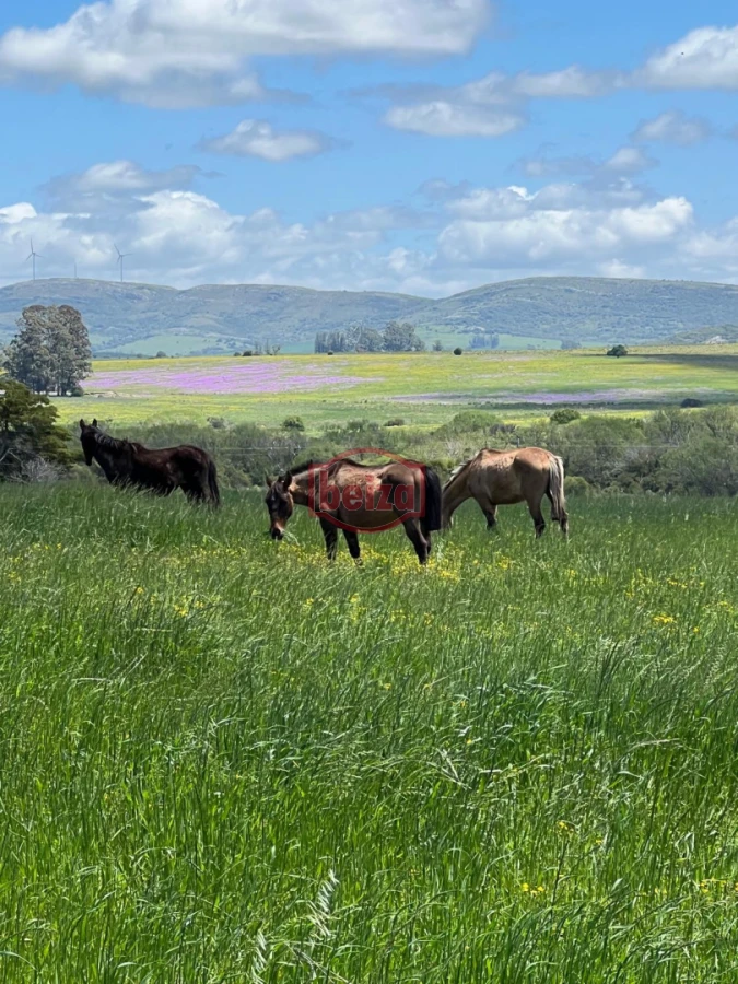 Chacra ID.167049/Chacra-en-Garzón - Venta chacra 14 ha San Carlos Maldonado