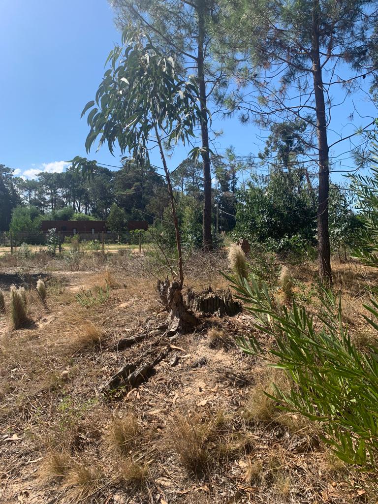  Oportunidad divino terreno esquinero de 1.366 mts arbolado cerca de colegios en Punta del Este 
