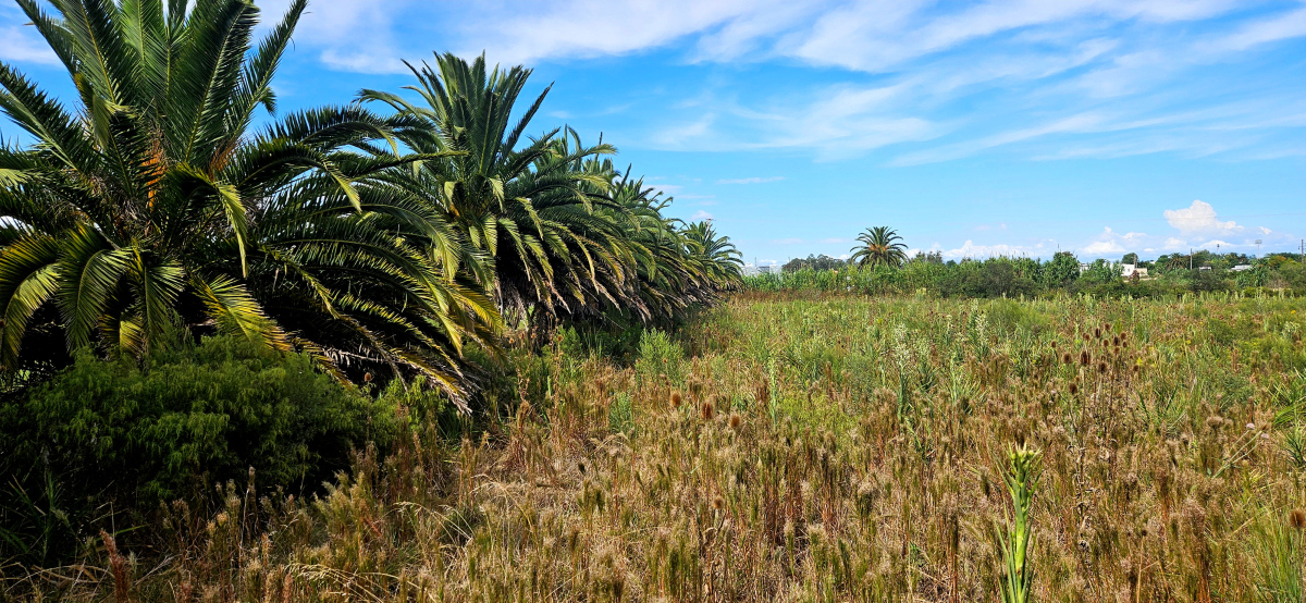  Venta de Terreno de 10.800 m² en Rocha  - Ubicación Estratégica en Ruta 9